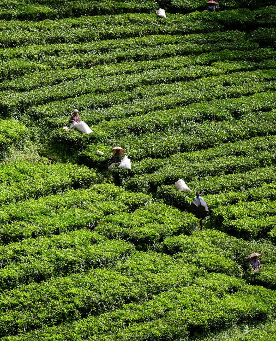 Visit the tea-gardens of Tamil Nadu, India.