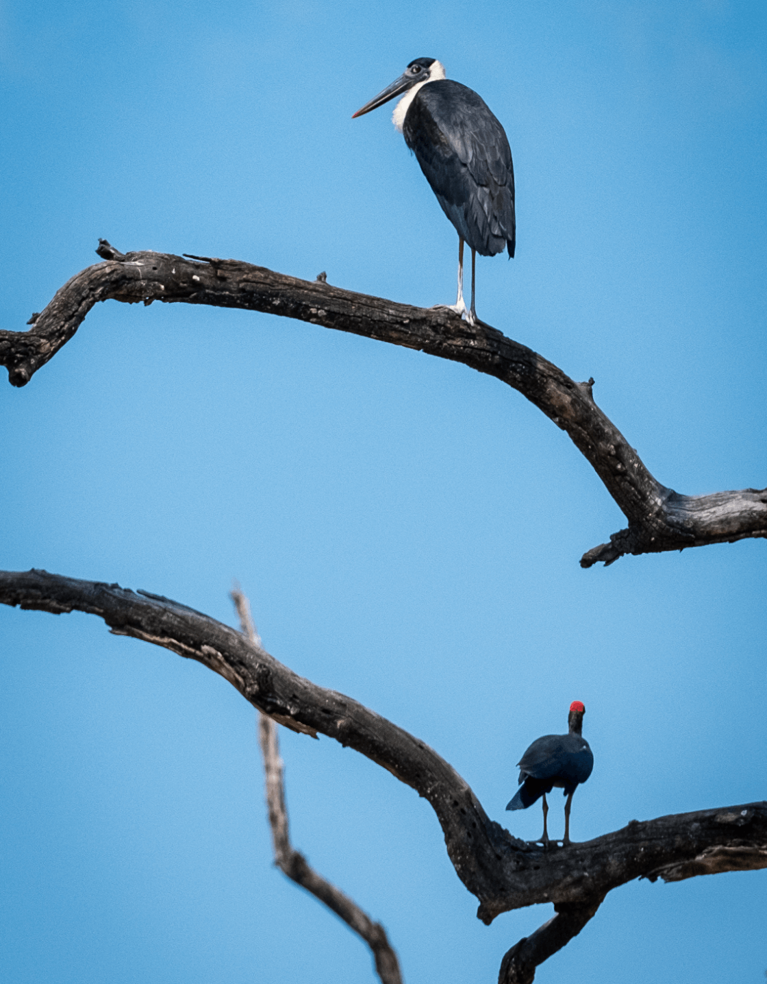Birdwatch in the wild-reserves of Bandhavgarh, India.